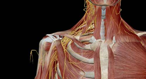 brachial plexus injury