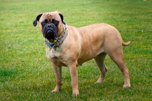 mastiff dog