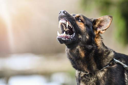 illinois dog attack lawyers